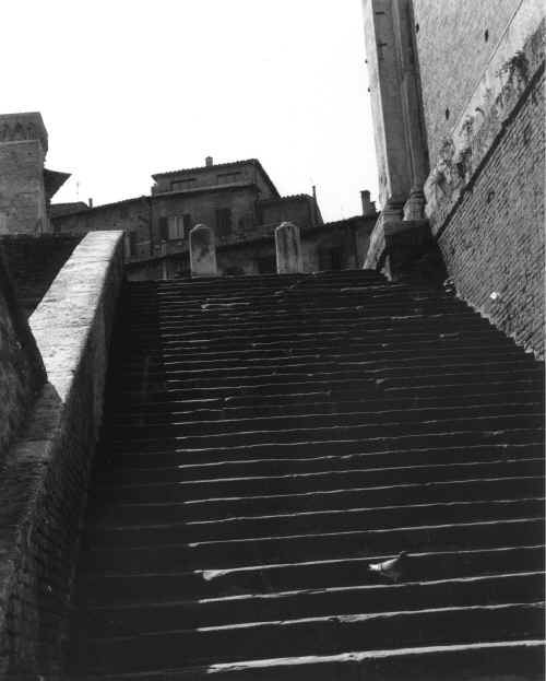 Pigeon On Steps